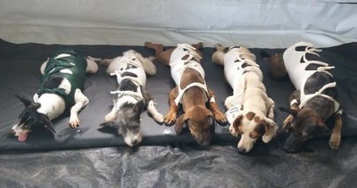 Castramóvel 2 Castramóvel 2