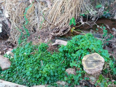 Córrego Isidoro 2 Córrego Isidoro 2