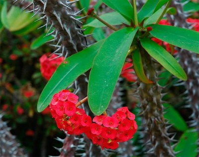 Flor Coroa de Cristo Flor Coroa de Cristo