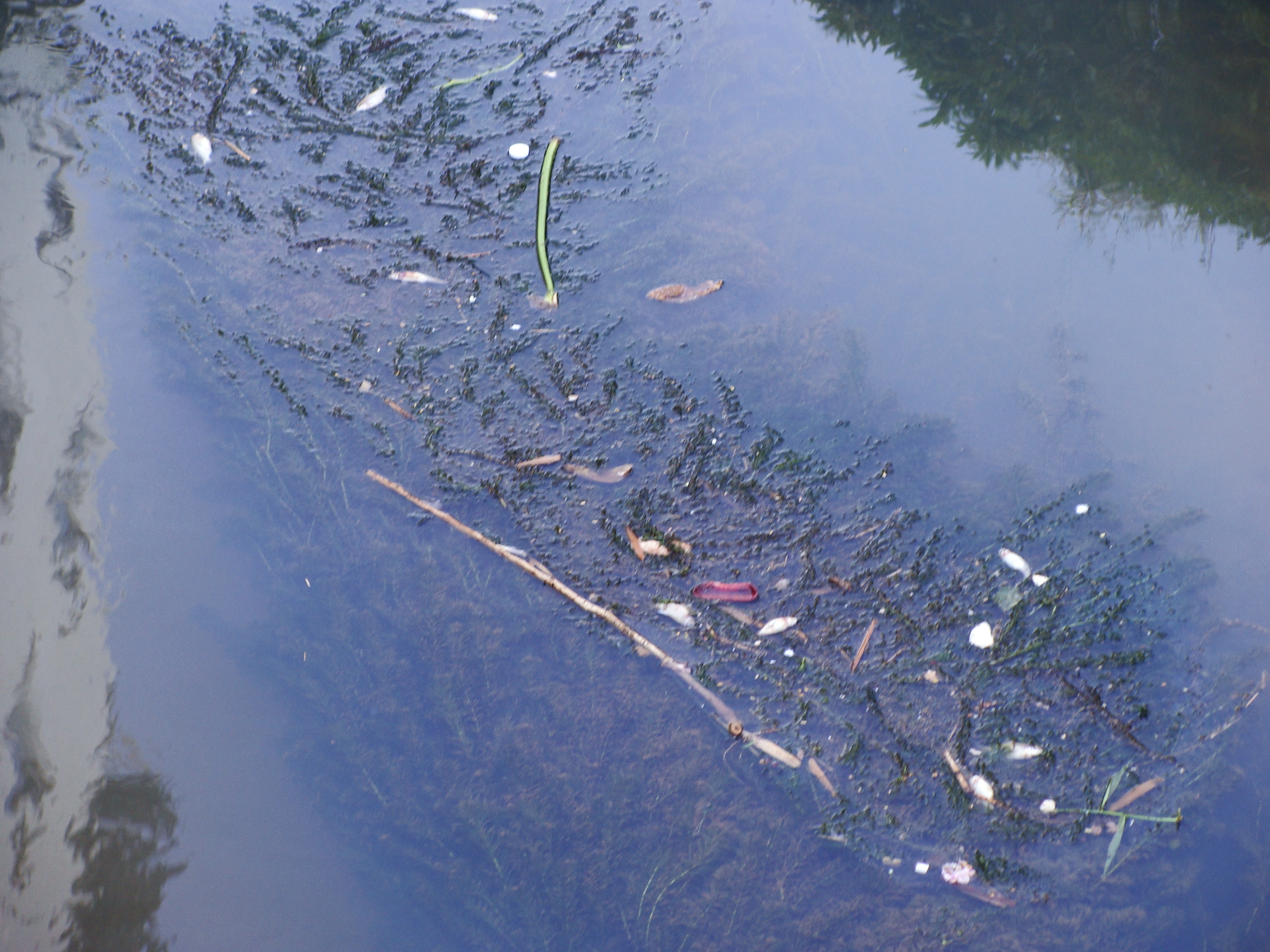Mortandade de peixes chama atenção no Rio Jequitibá em Manhumirim