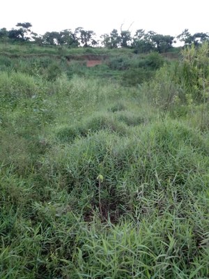 Plantio Benísio 2 Plantio Benísio 2