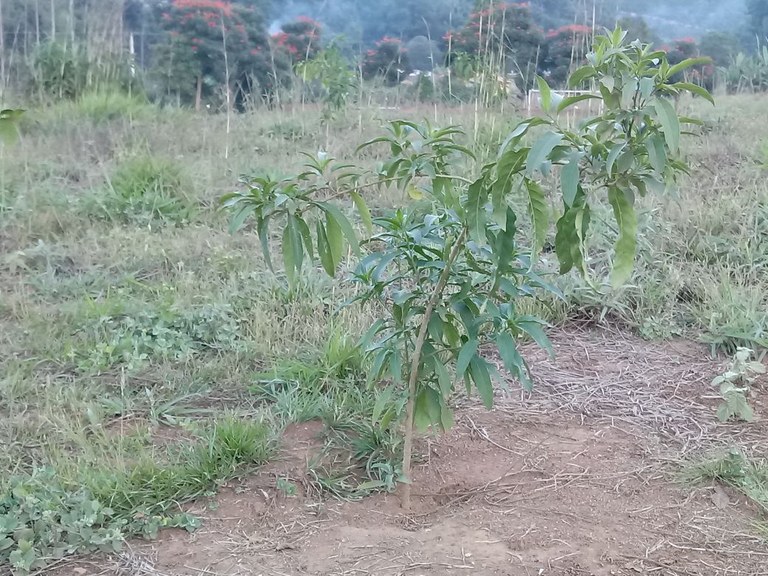 Plantio Benísio 5 Plantio Benísio 5