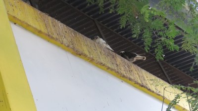 Ginásio Isidoro 6 Ginásio Isidoro 6