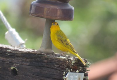 Passáros 1 Passáros 1