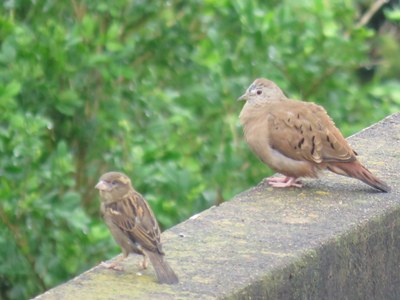 Passáros 3 Passáros 3