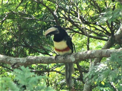 Passáros 5 Passáros 5