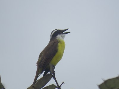 Passáros 8 Passáros 8