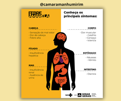 Sintomas febre amarela Sintomas febre amarela