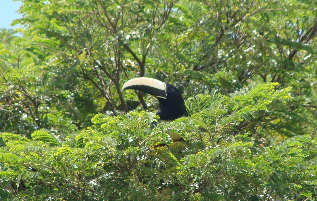 Da janela da Câmara um olhar especial para os pássaros